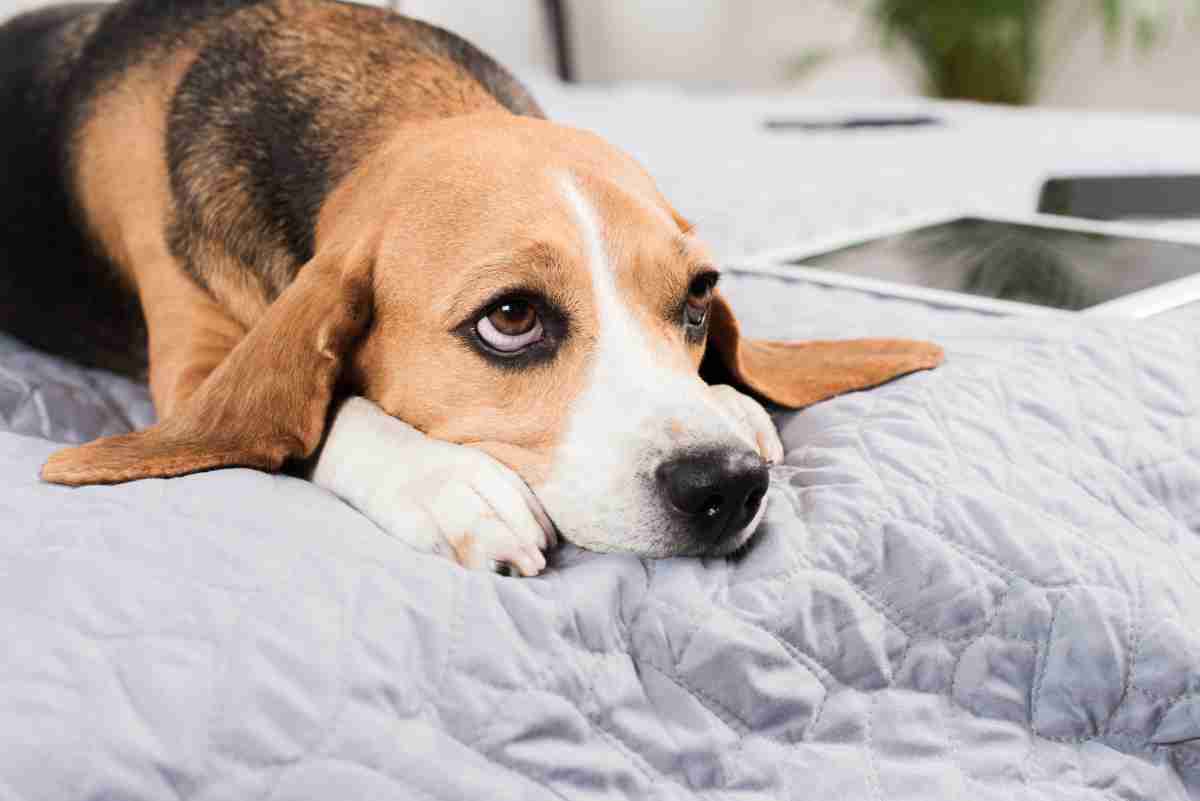 En particular fama lechuga Cómo reducir el estrés de tu perro - ansiedad por separación El Rincón de  life