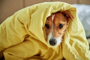 trastornos emocionales perros