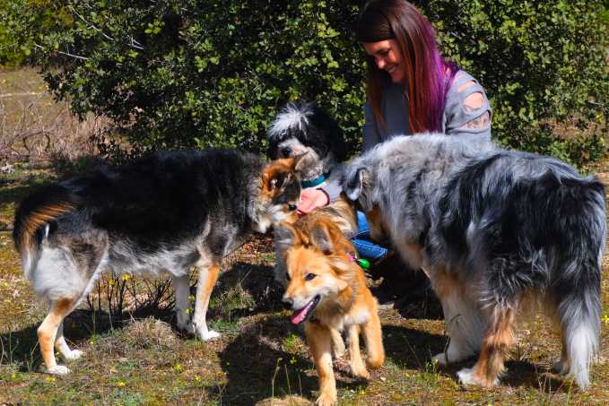 terapias naturales para dolor en animales