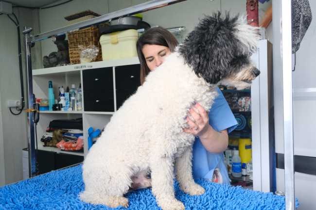 tratamiento del dolor en mascotas