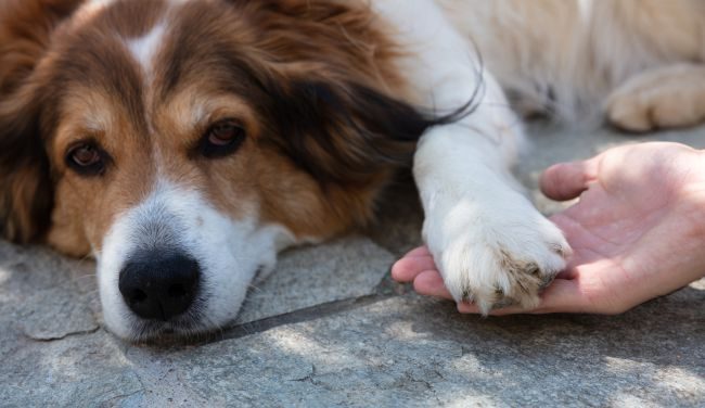 solucionar movilidad perros